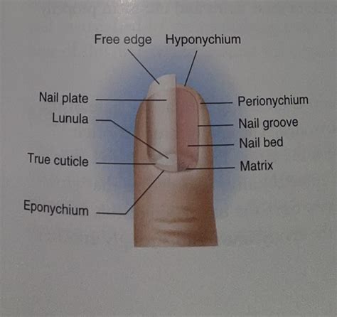 Milady Chapter 9 Nail Structure Growth Flashcards Quizlet