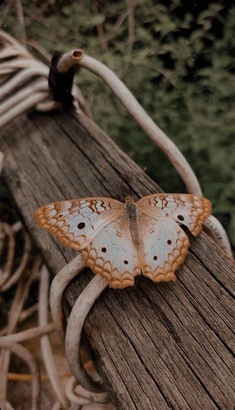 Wallpaper aesthetic butterfly 🦋 | Beautiful butterfly photography ...