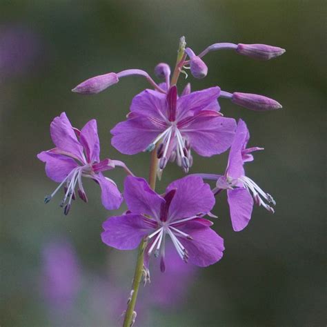 Fireweed Chamerion Angustifolium Free Photo On Pixabay