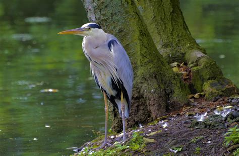 Grey Heron Water Bird Nature Free Photo On Pixabay Pixabay