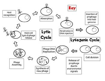 Virus Reproduction Cycles Lytic And Lysogenic Tpt