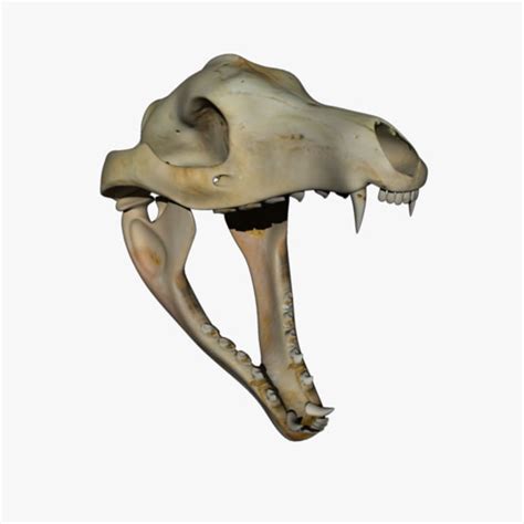 thylacine skull 3d 3ds