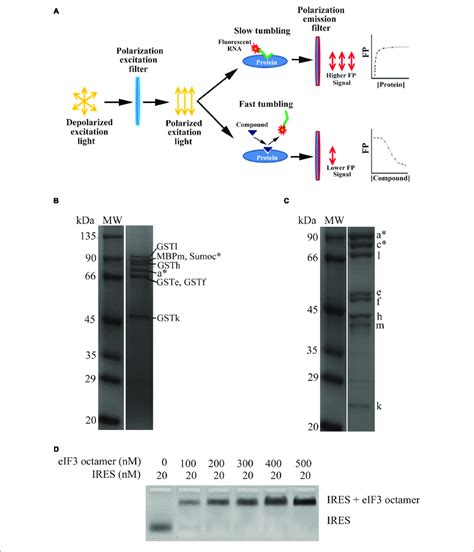 Purification Of Human Eif Octamer And Binding Assays Of Eif Octamer