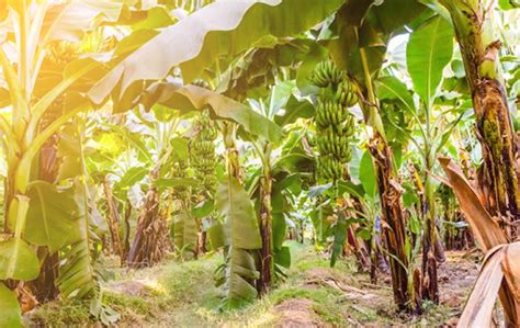 Cara Mencegah Penyakit Pada Tanaman Pisang Kampustanicom