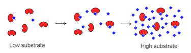 Enzyme CreationWiki The Encyclopedia Of Creation Science