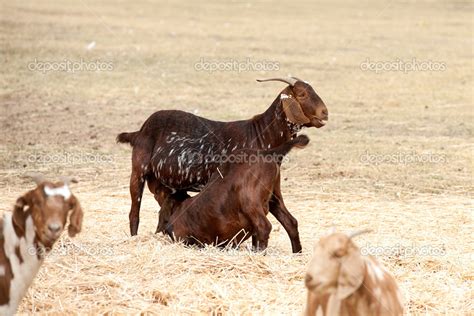 Cabra Bebê Mamando Na Cabra Mãe — Fotografias De Stock © Info