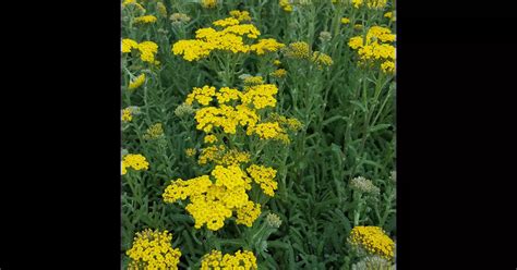 Achillea Tomentosa Aurea Garten Teppich Garbe Aurea Bamberger