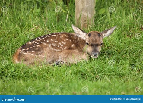 Baby Fallow Deer Stock Image Image Of Comfort Close 32553985