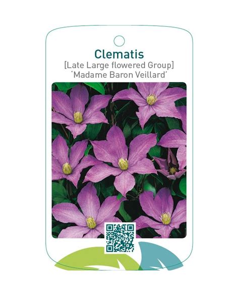 Etiquetas De Clematis Late Large Flowered Group Madame Baron Veilla