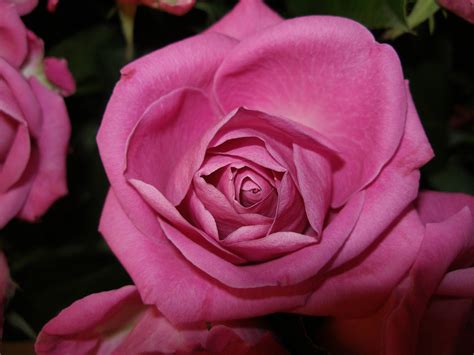 Top 10 Hybrid Tea Roses