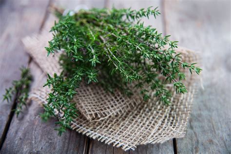 A Sprig of Fresh Thyme to Dry Thyme (Updated for 2024)