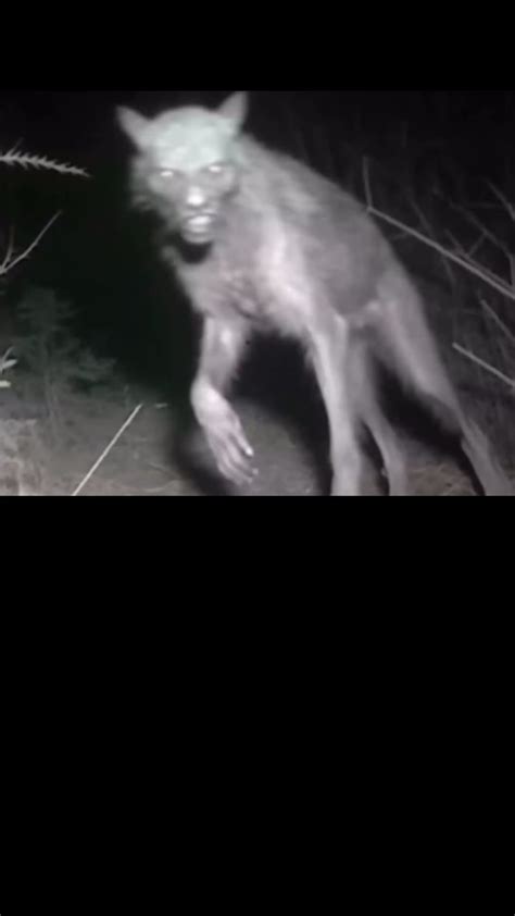 Wolf Skinwalker Rteamcrazy