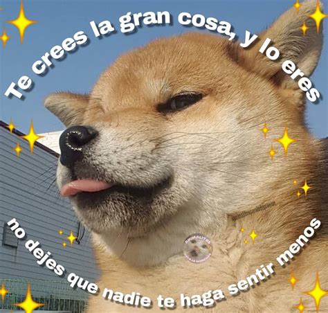 11 Quieres Ser Mi Novia Meme Perrito