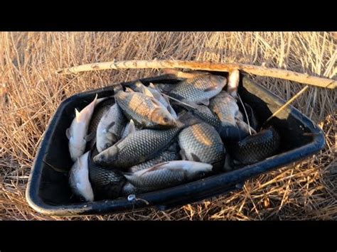 ТОННЫ РЫБЫ. Кастинговая сеть рыбалка 2024 или ванна рыбы за 15 минут ...