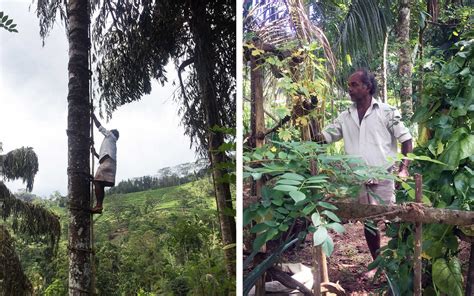 Sri Lankas Kithul Palm Syrup An Ancient Sweetener In Need Of Saving