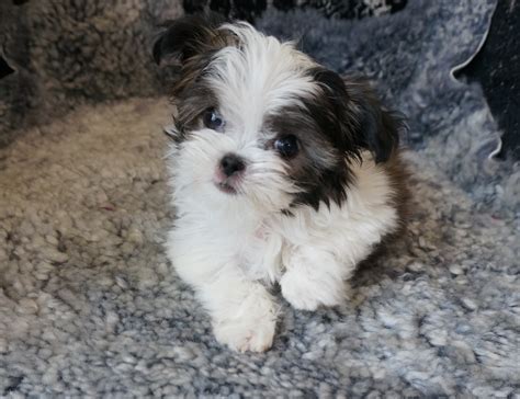 Mi Ki Puppies For Sale Uk - Miki.com | Mi-Ki Puppies for Sale | Rare ...