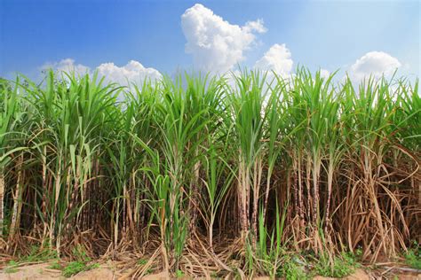 Sugarcane Production Up Specialty Crop Industry