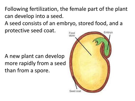 Ppt Seedless Reproduction Powerpoint Presentation Free Download Id