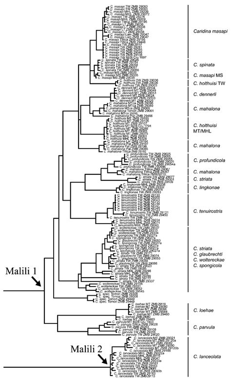 Bayesian Inference Phylogram Mtdna 16s And Coi Showing Taxa Within