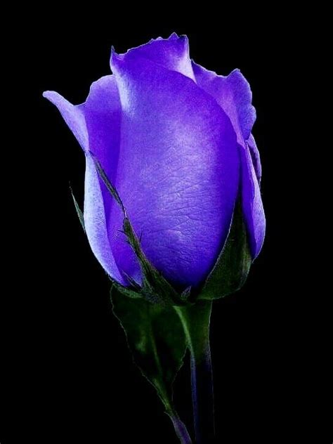 Pin By Kings Paul On The Most Beautiful Purple Rose Beautiful Rose Flowers Purple Roses