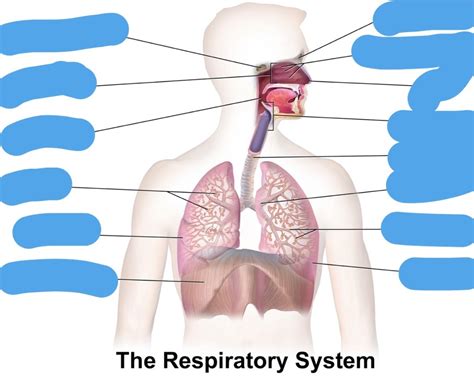 Lungs Part 2 Diagram Quizlet