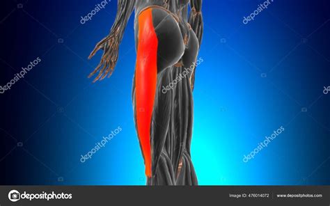 Iliotibial Tract Band Anatomy Medical Concept Illustration — Stock Photo © My_box_pra #476014072