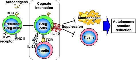 Frontiers Involvement Of B Cells In The Development Of Systemic Sclerosis