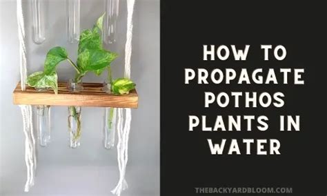 How to Propagate Pothos Plants in Water from Cuttings (With Pictures)