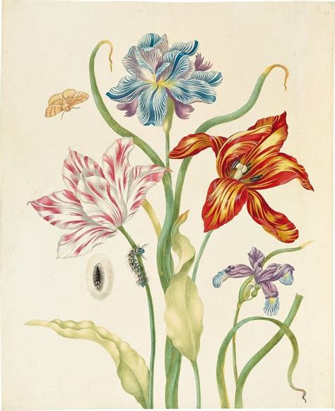 Two Tulips And Two Irises With Insects Circa 1700 Watercolour By