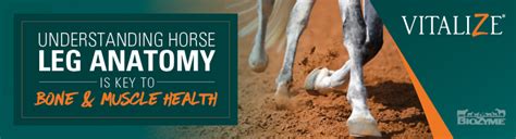 Understanding Horse Leg Anatomy is Key to Bone, Muscle Health - Vitalize