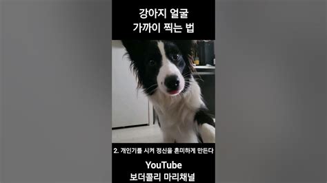 카메라 싫어하는 강아지 얼굴 찍는 꿀팁 Shorts 보더콜리 Bordercollie 강아지 Dog 강아지일상