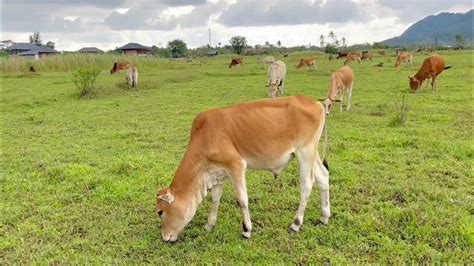 Cow Funny Cow Eating Grass In The Fields Cow Sound Youtube