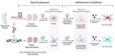 Ijms Free Full Text The Pathological Activation Of Microglia Is