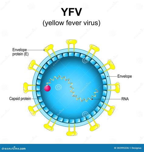 Hiv Virus Structure Viral Infection Hiv Aids Sexually Transmitted