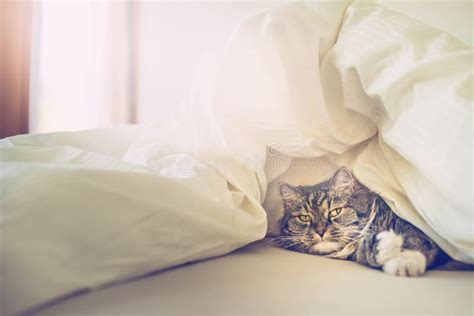 Cat in bed under covers stock image. Image of sheet, beautiful - 70333921