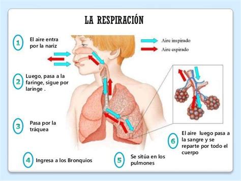 El Aire Ingresa Por Los Pasa Las Vias Finalmente Llega