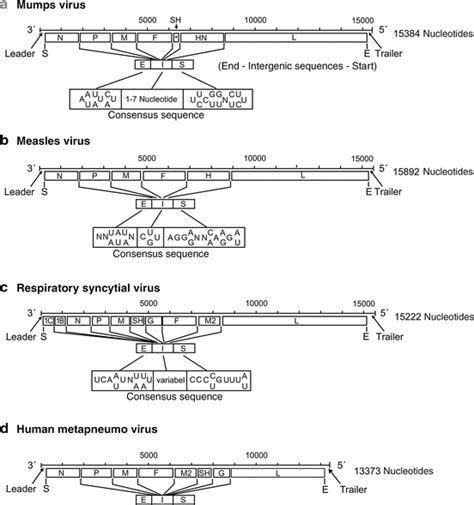 Viruses With Single Stranded Non Segmented Negative Sense Rna Genomes