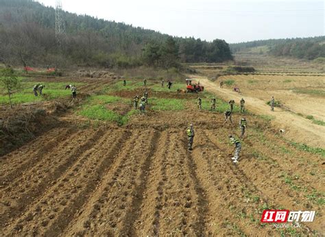 桂阳：700余民兵助春耕 不负农时不负春郴州湖南频道红网