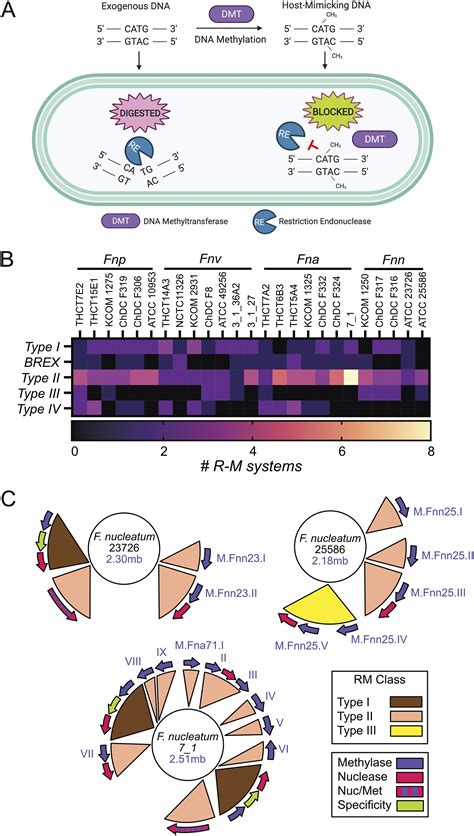 Enhanced Fusobacterium Nucleatum Genetics Using Host DNA