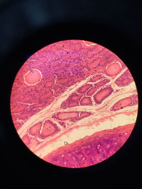 histología histology microscopio microscope anatomy anatomía