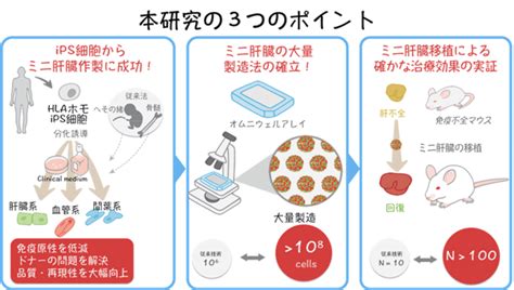 ヒトips細胞からミニ肝臓の大量製造に成功－再生医療への応用を大幅に加速－ 国立研究開発法人日本医療研究開発機構