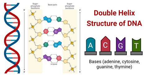 Double Helix Structure Of Dna With Diagram