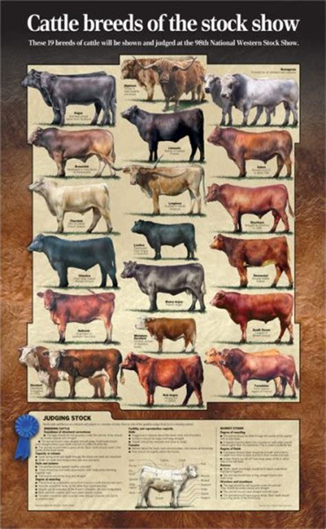 58 Best Breeds Of Cows Images Cattle Farm Animals Breeds Of Cows