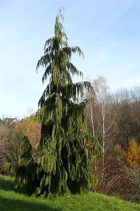 Add Grace To Your Yard With These 20 Weeping Trees Weeping Trees