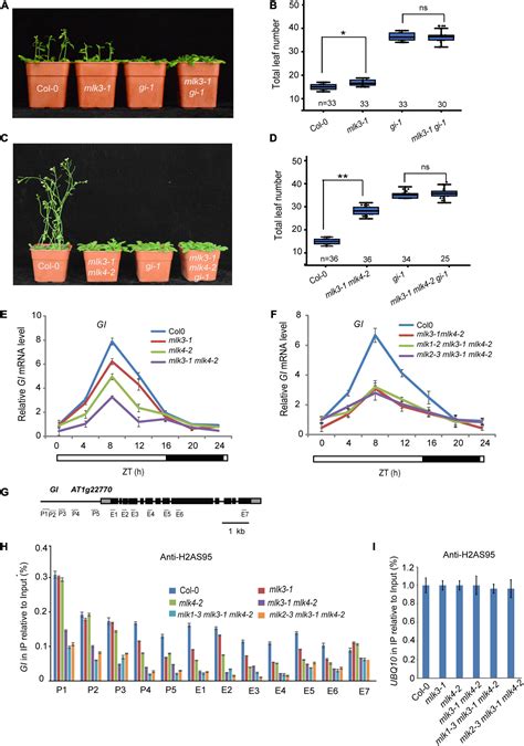 Frontiers Phosphorylation Of Histone H2A At Serine 95 Is Essential