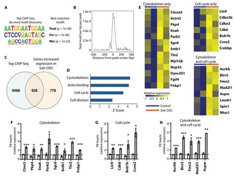 Integrated Genomic Analysis For Identifying Yap Target Genes A Motif