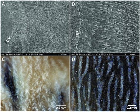 Sem Images Of Vertical Section Of Outer Zone Of Nufv B A And B