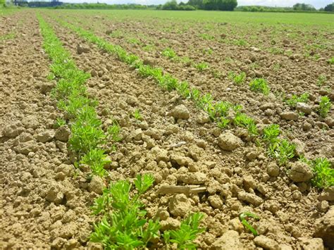 Choisir Sa Parcelle Pour Cultiver La Lentille Terres Inovia