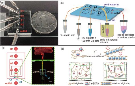 Controlled Generation Of Cellladen Hydrogel Microspheres With Core