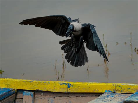 Crow Landing by InayatShah on DeviantArt